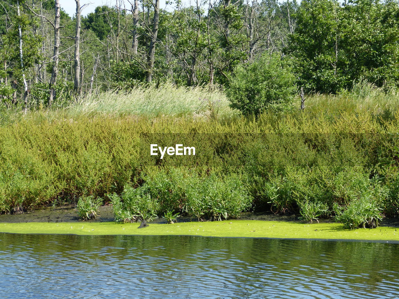 SCENIC VIEW OF LAKE AGAINST TREES IN FOREST