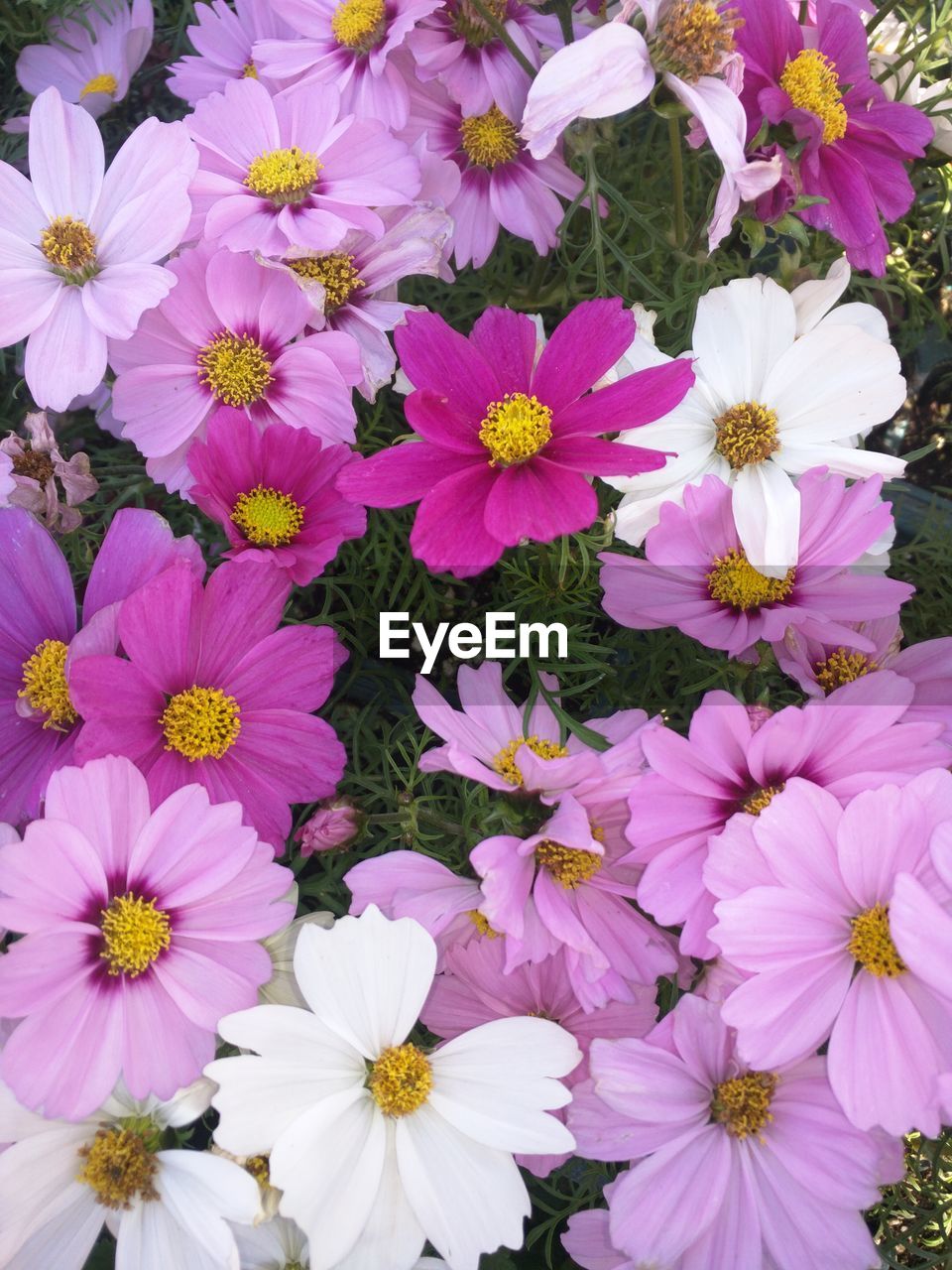 Close-up of pink cosmos flowers blooming outdoors