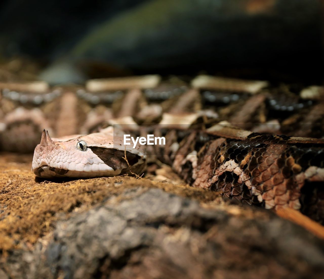 Puff adder on field