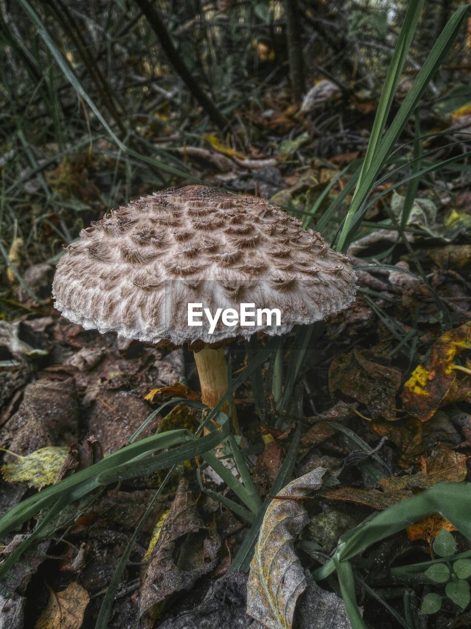 Close-up of mushrooms growing in forest