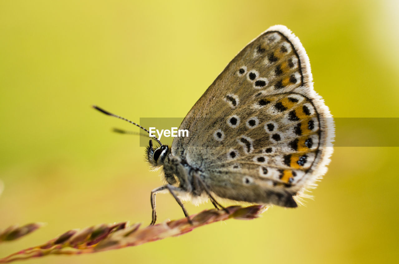 Butterfly on stem against blurred background