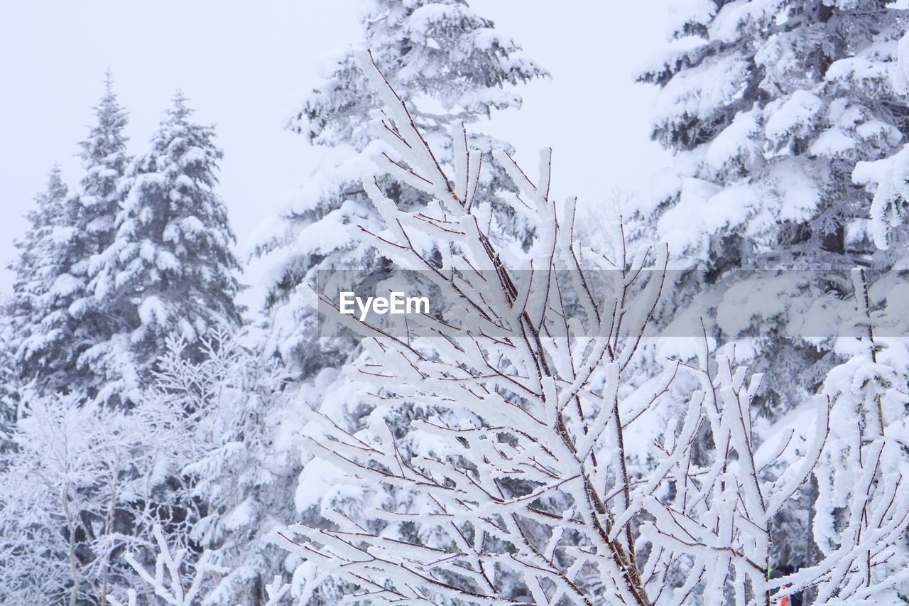 SNOW COVERED TREE IN FOREST