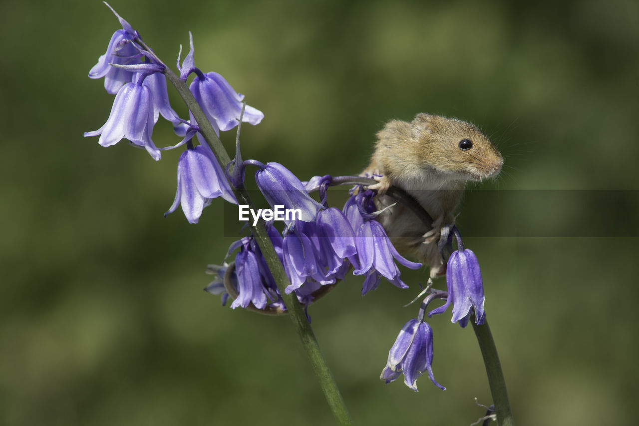 CLOSE-UP OF HONEY BEE ON PURPLE FLOWERS