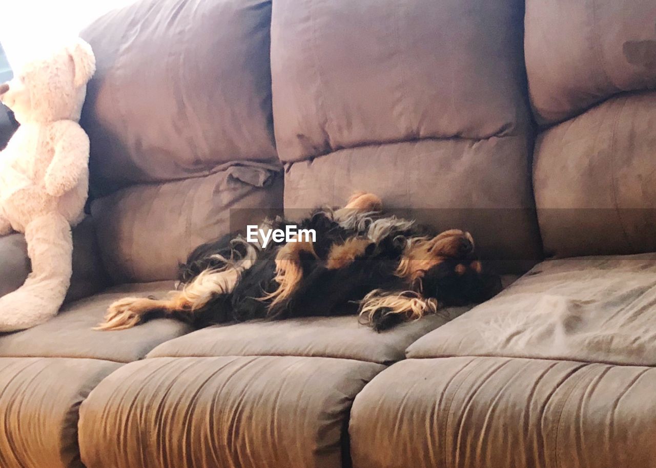 VIEW OF DOG SLEEPING ON SOFA