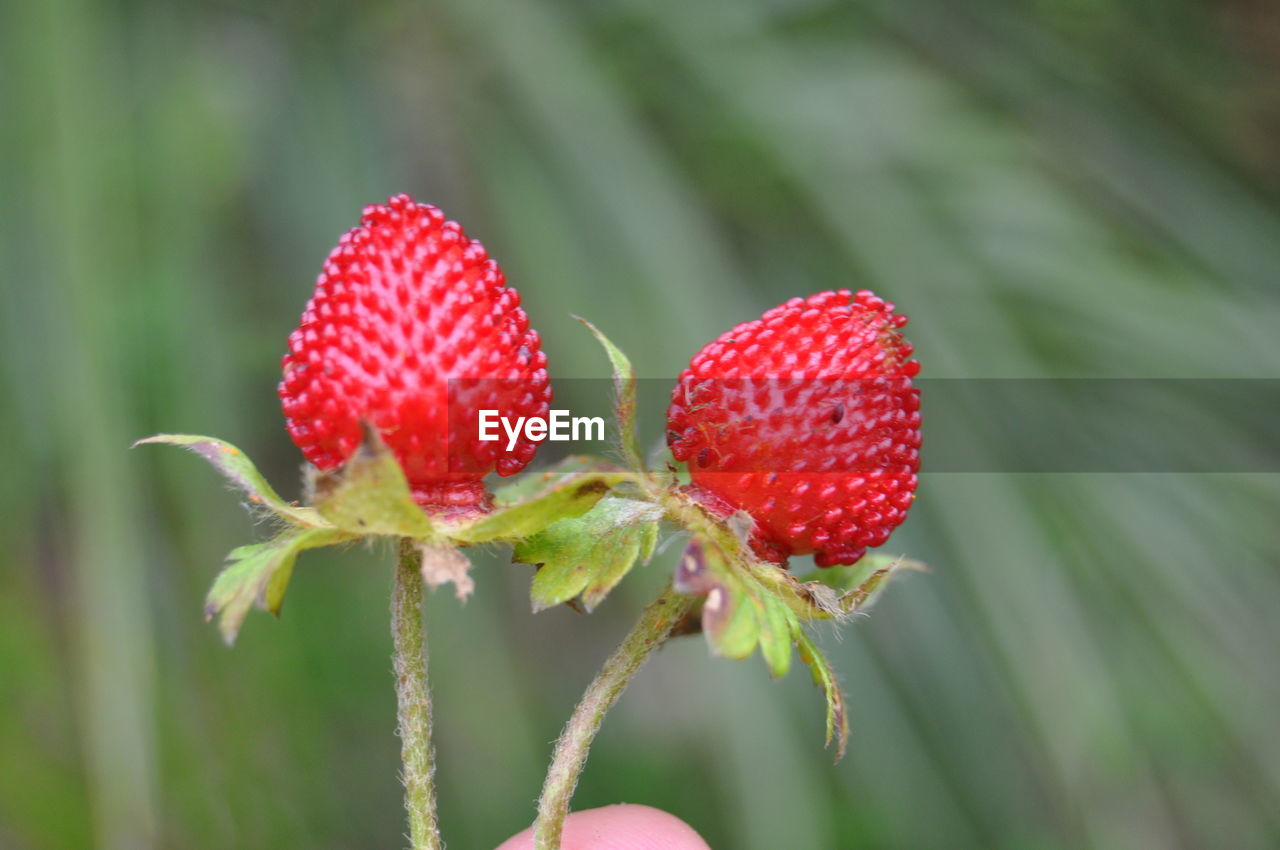 CLOSE-UP OF RED LEAVES ON STEM