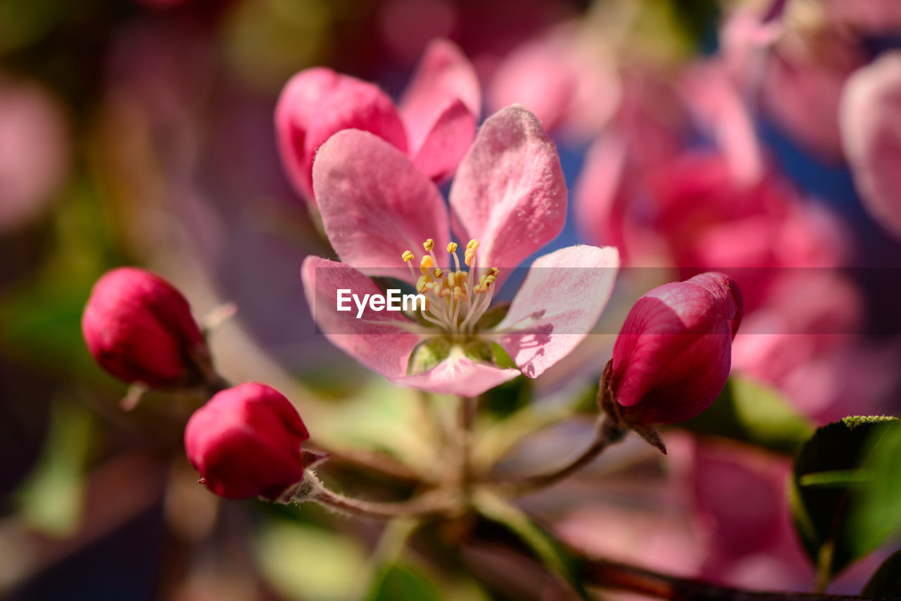 Close-up of pink flower