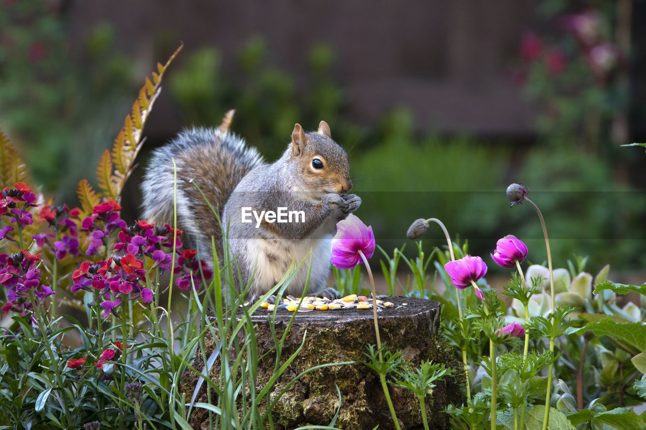 Close-up of squirrel feeding among flowers