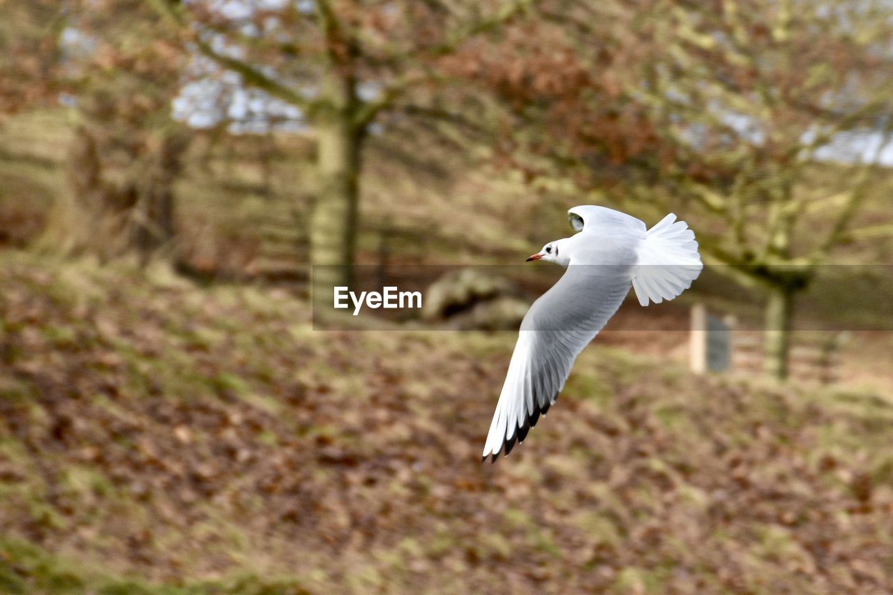 CLOSE-UP OF BIRD FLYING AGAINST TREES