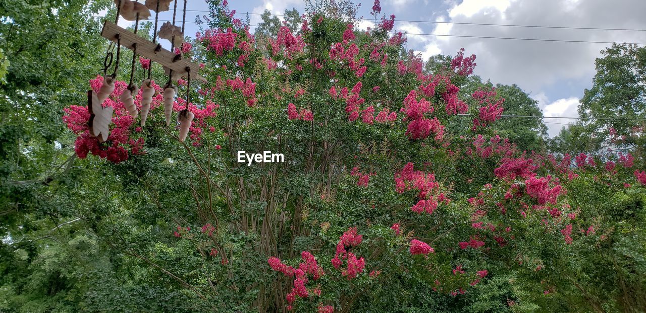 PINK FLOWERING PLANTS