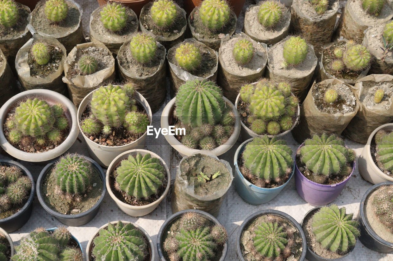 Golden barrel cactus plant on farm for harvest ara cash crops