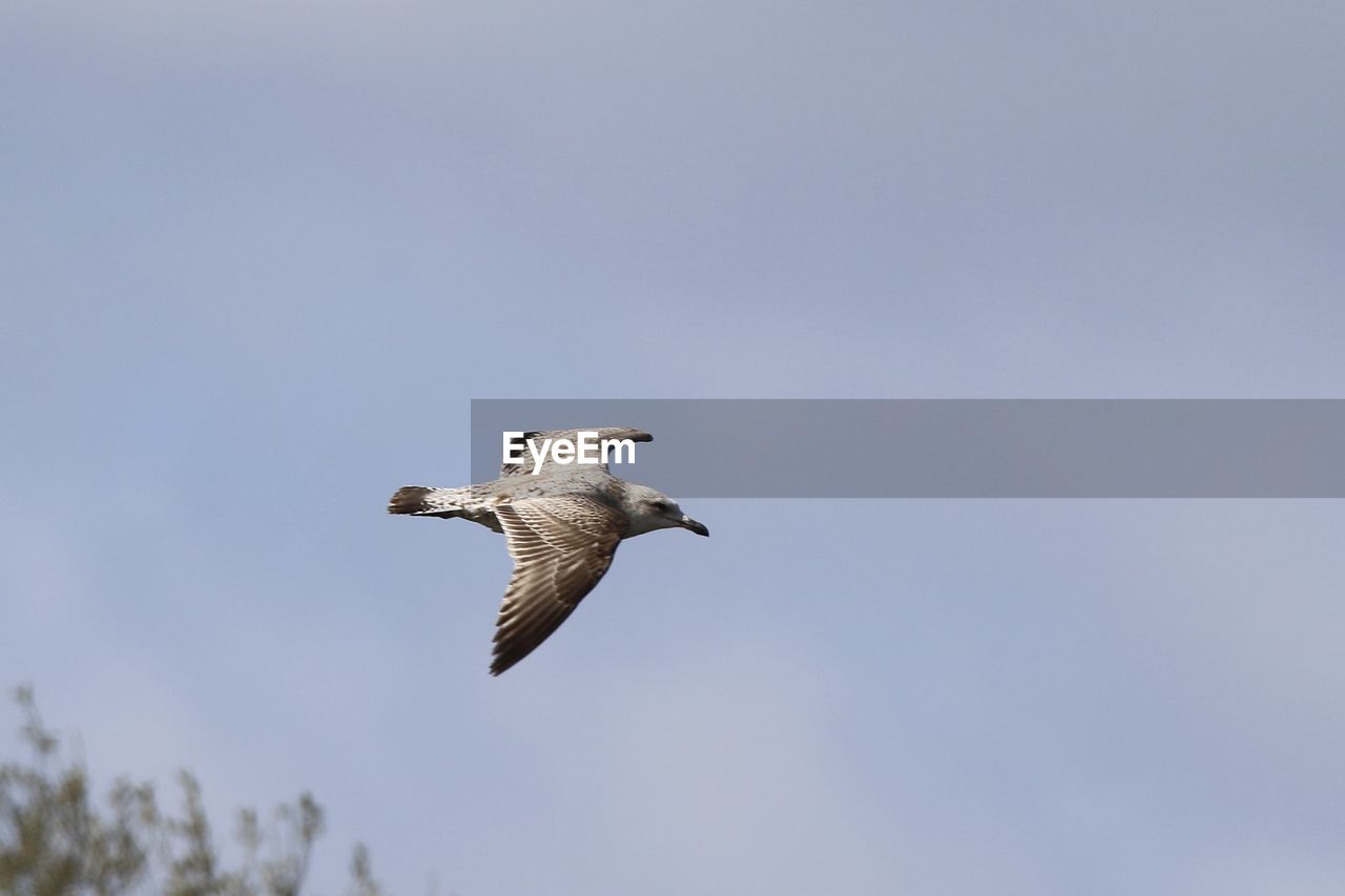 Low angle view of seagull flying in sky