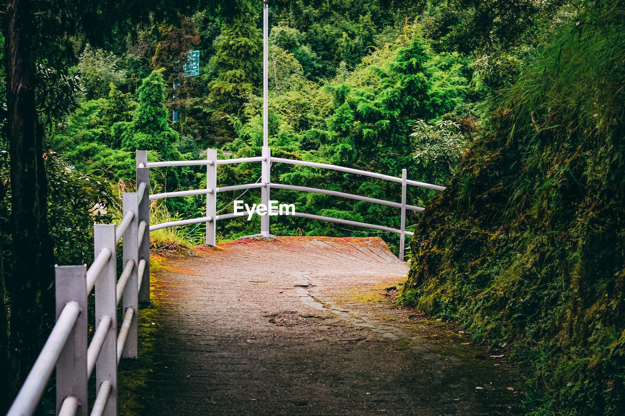 BRIDGE IN FOREST