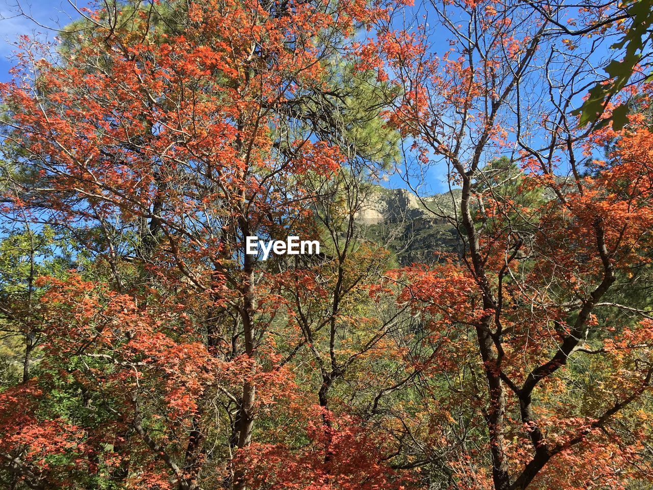 CLOSE-UP LOW ANGLE VIEW OF TREES AGAINST SKY