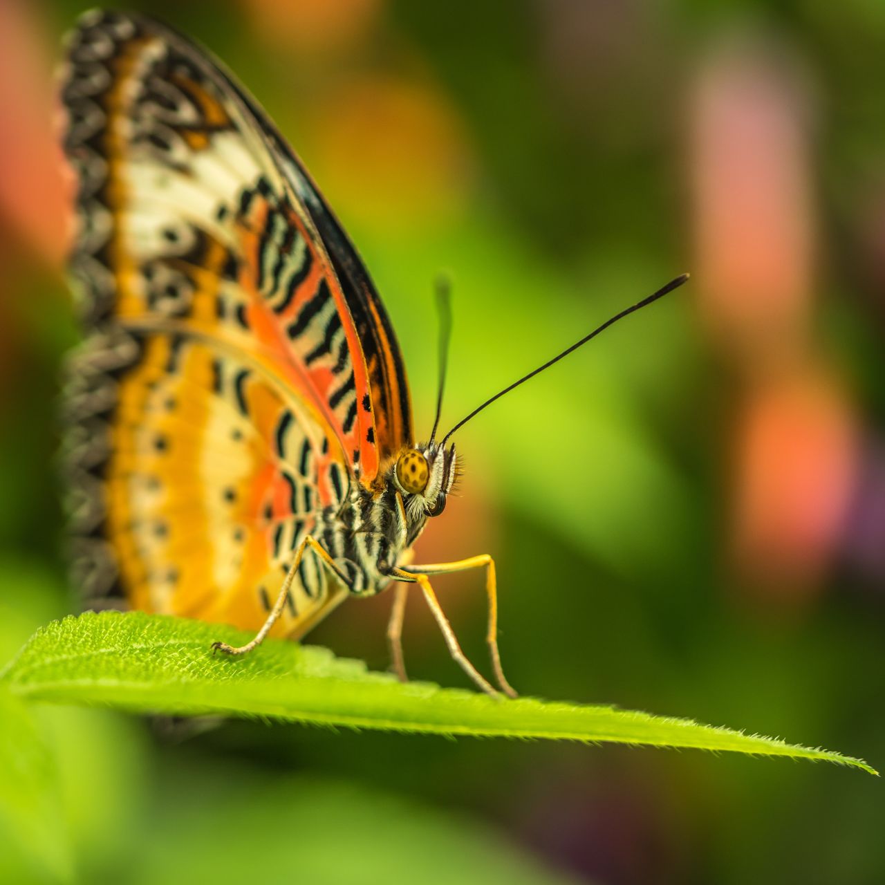 CLOSE-UP OF BUTTERFLY ON PLANTS