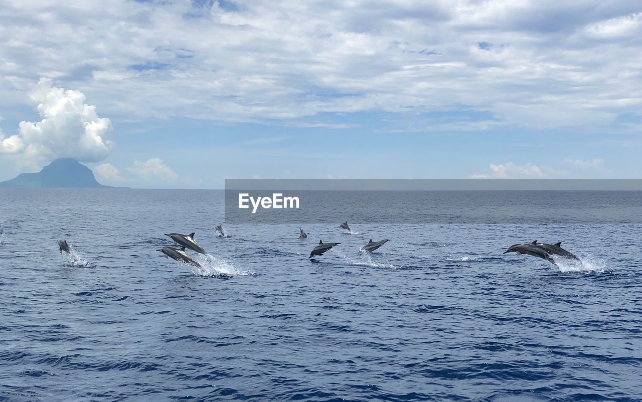 SEAGULLS IN SEA