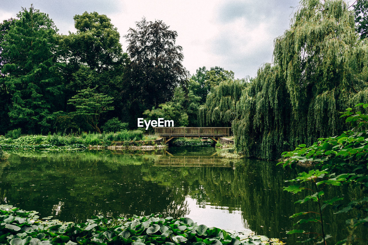 Lake and trees at park