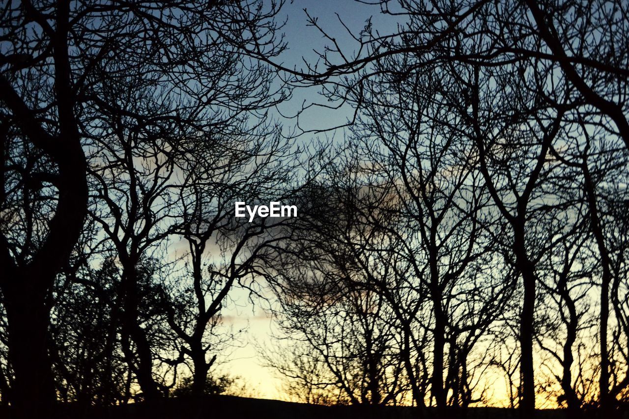 LOW ANGLE VIEW OF TREES AGAINST SKY