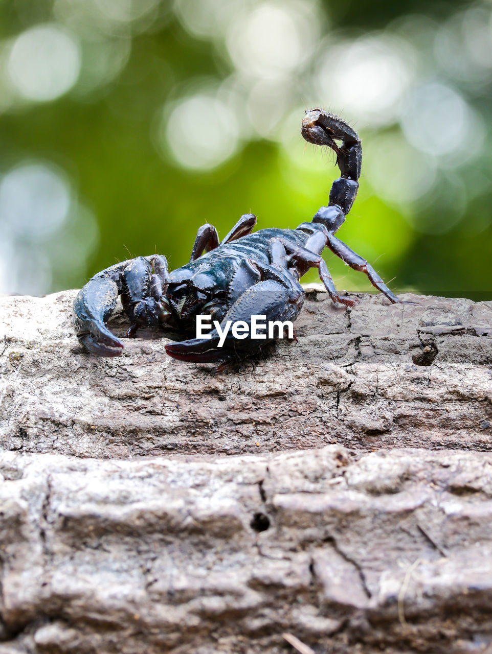 Scorpion on fallen tree