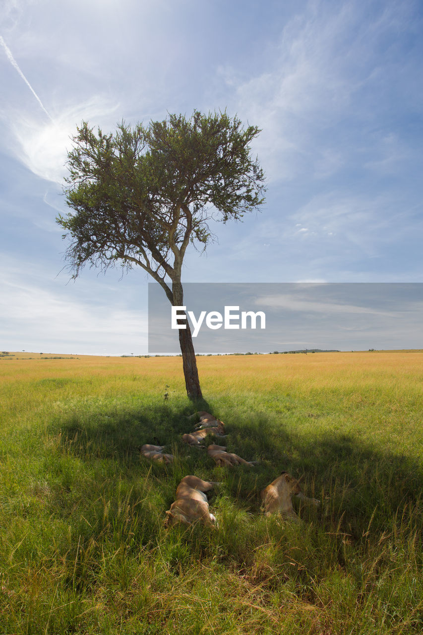 TREE GROWING IN FIELD AGAINST SKY