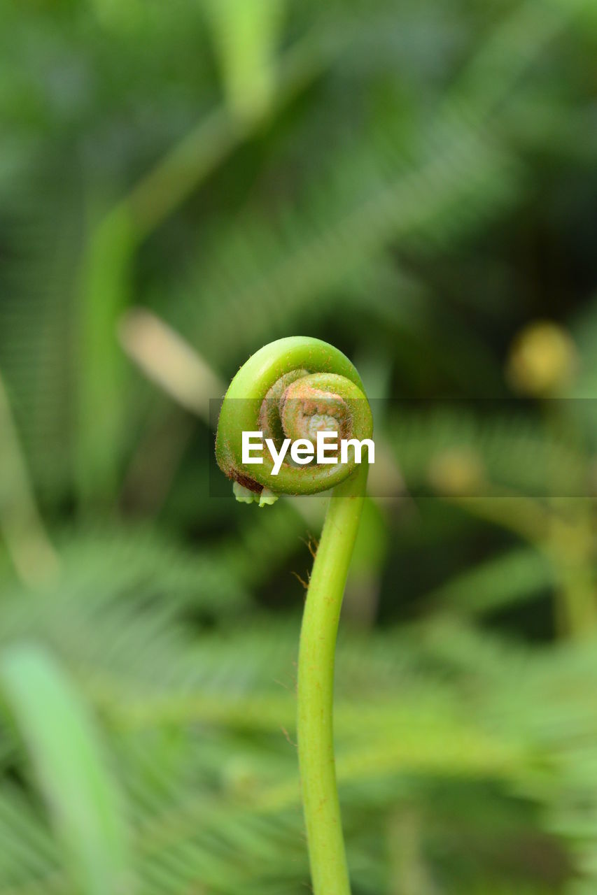 CLOSE-UP OF GREEN BUD