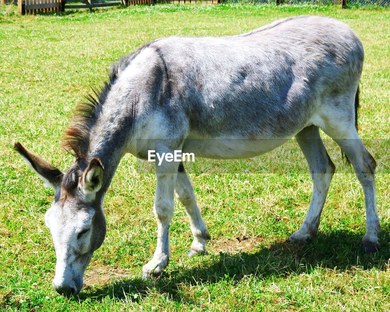 Mule grazing on landscape