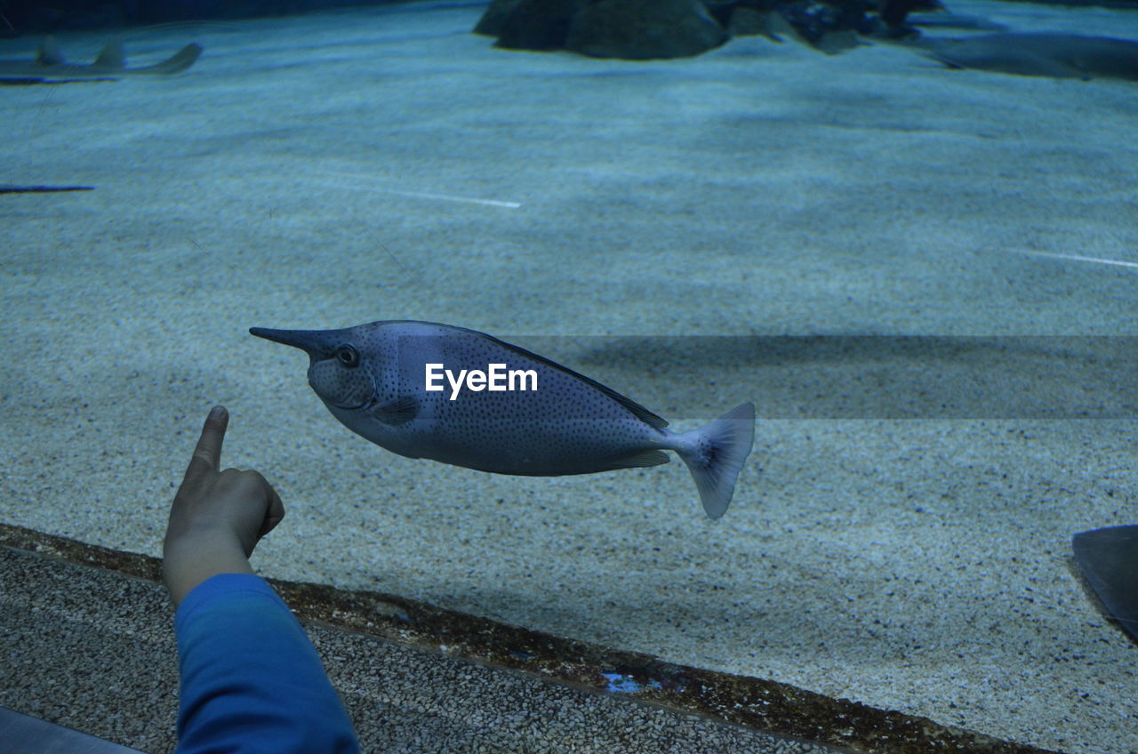 Cropped image of human hand pointing to fish swimming in tank at aquarium