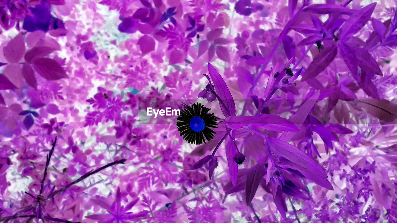 CLOSE-UP OF PURPLE FLOWERS BLOOMING OUTDOORS