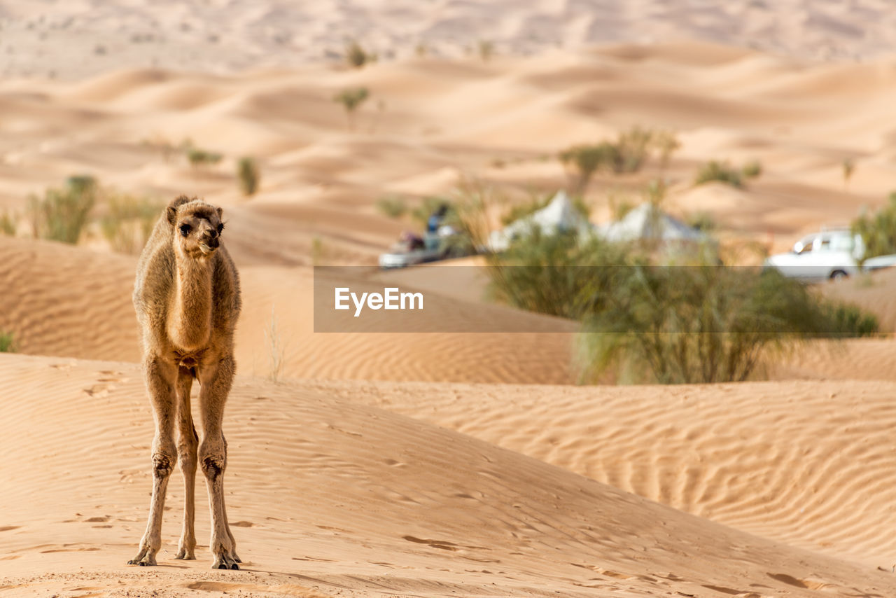 Camel standing on sand