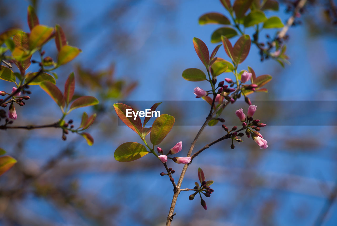 Close-up of leaves on twig