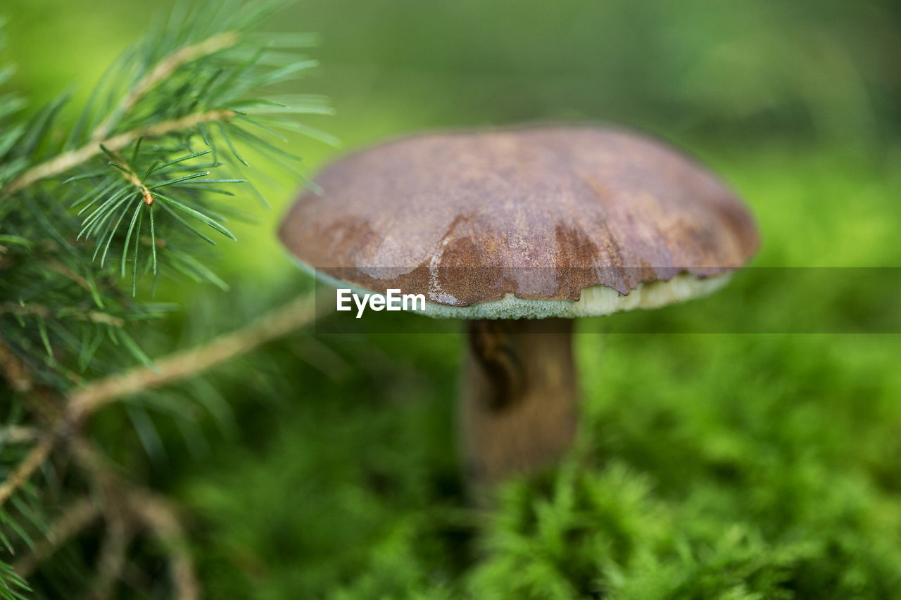 close-up of mushroom growing in forest