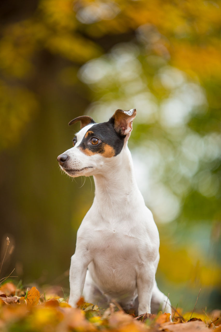 SMALL DOG LOOKING AWAY