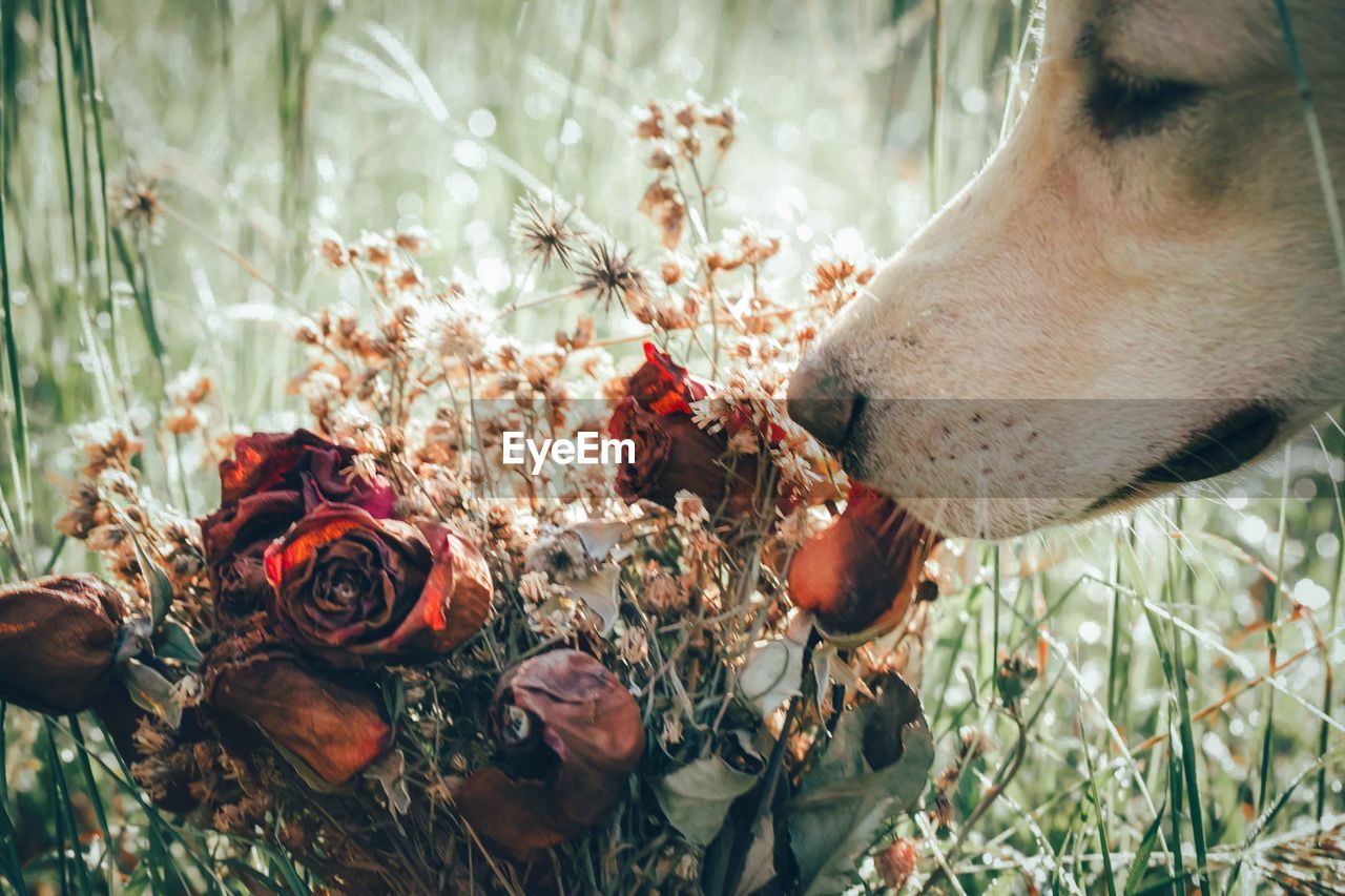 Close-up of dog with flowers