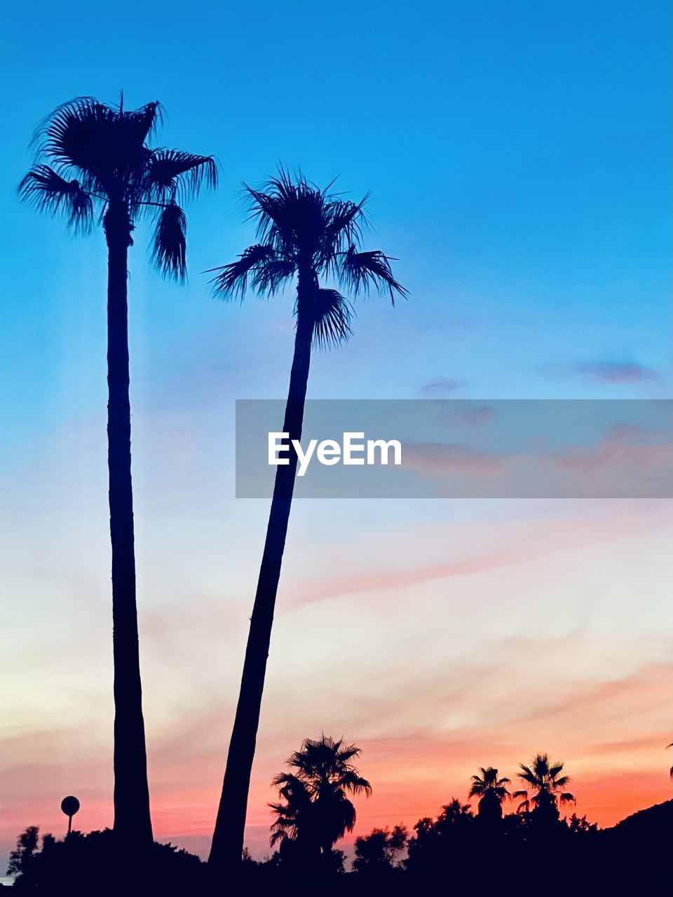 sky, tree, palm tree, sunset, tropical climate, silhouette, plant, nature, beauty in nature, cloud, tranquility, scenics - nature, dusk, land, horizon, blue, tranquil scene, tropical tree, coconut palm tree, environment, travel destinations, idyllic, no people, outdoors, holiday, vacation, trip, travel, landscape, flower, sunlight, dramatic sky, back lit, sun, low angle view, beach, water, copy space, twilight, tourism, tree trunk, wind, growth