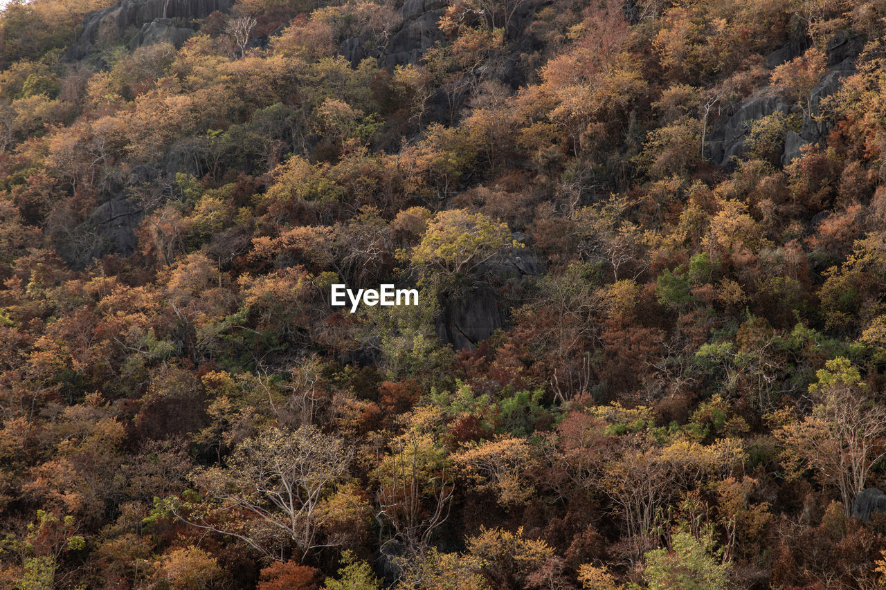 HIGH ANGLE VIEW OF TREES GROWING IN FOREST