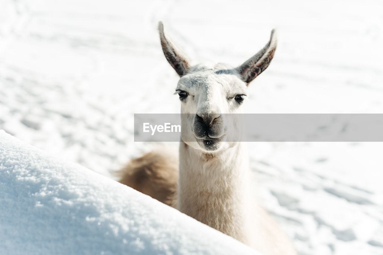 Portrait of a llama on snow