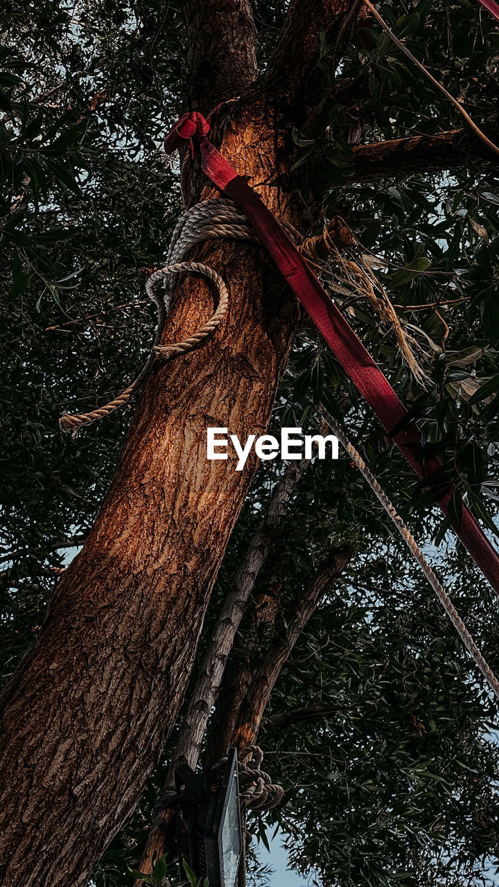 LOW ANGLE VIEW OF TREE TRUNK