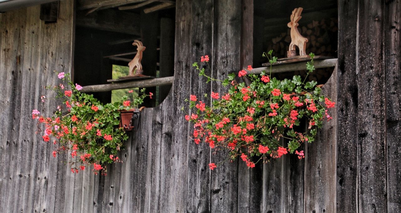 RED FLOWERS ON WOODEN WALL