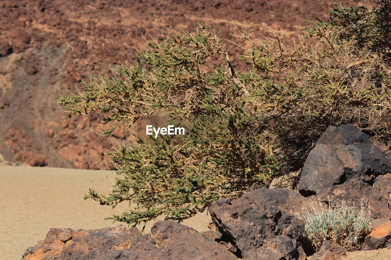 Close-up of plant growing on rock