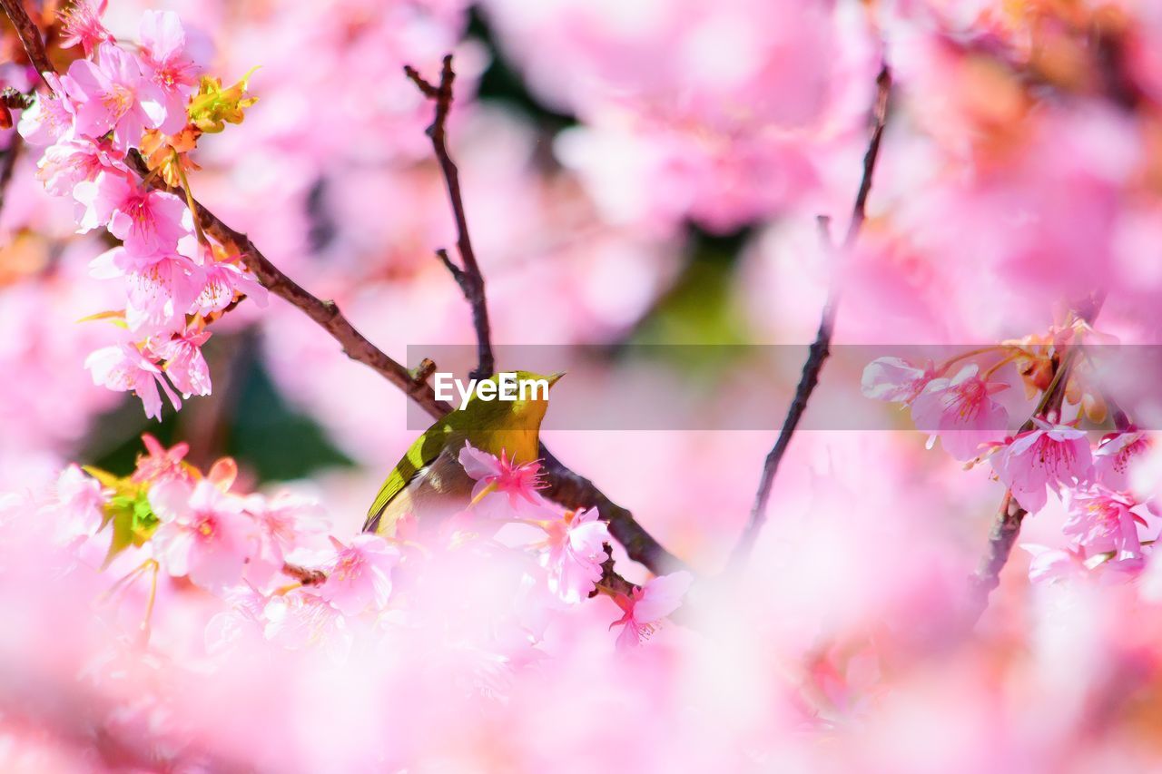 Close-up of bird perching on branch amidst cherry blossoms in spring