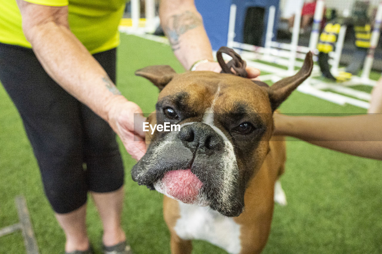 Face of a boxer dog breed