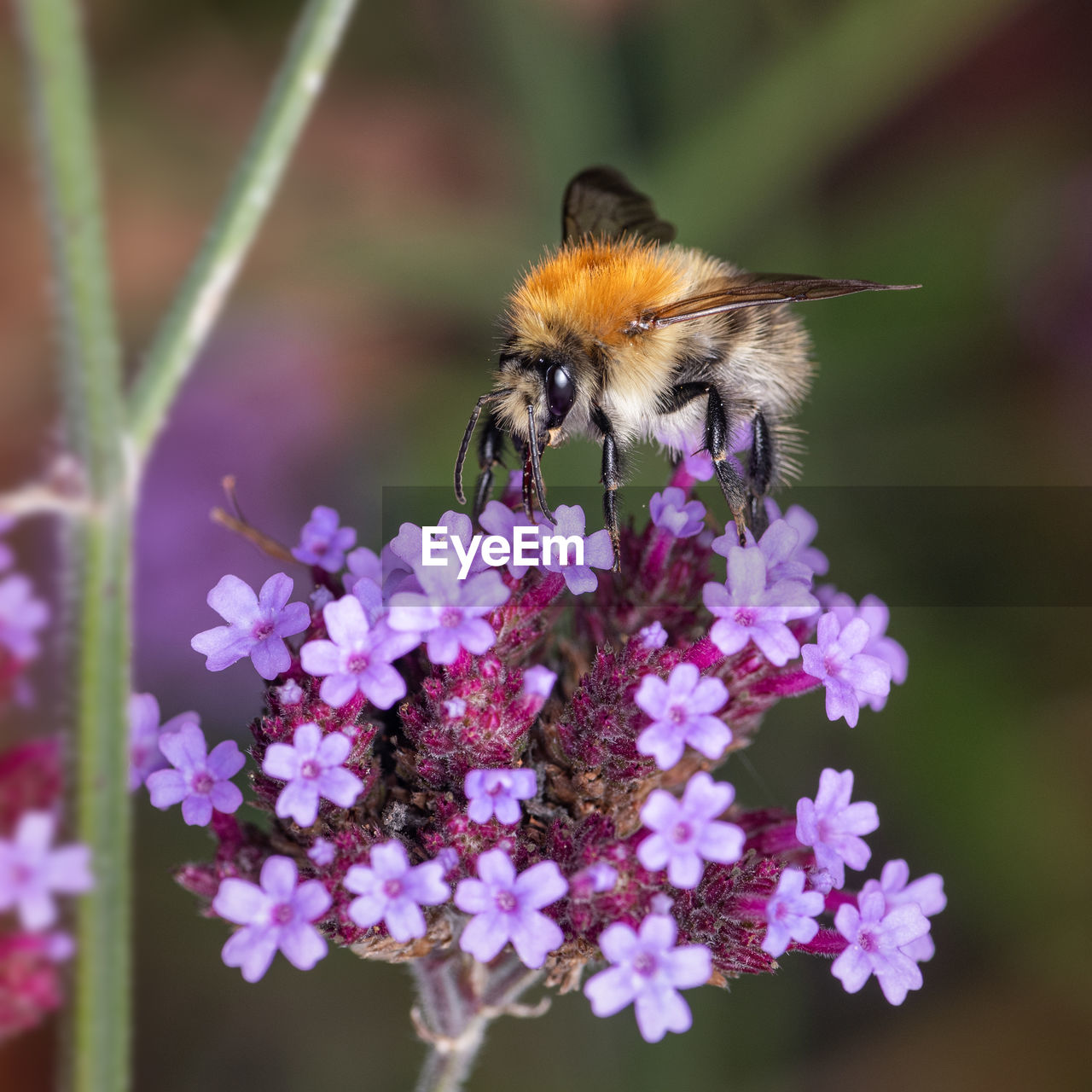 animal themes, flower, animal, flowering plant, animal wildlife, insect, beauty in nature, plant, one animal, wildlife, freshness, fragility, bee, close-up, petal, nature, flower head, macro photography, pollination, honey bee, focus on foreground, no people, purple, growth, eating, food, outdoors, springtime, animal body part, feeding, pink, animal wing, selective focus, full length