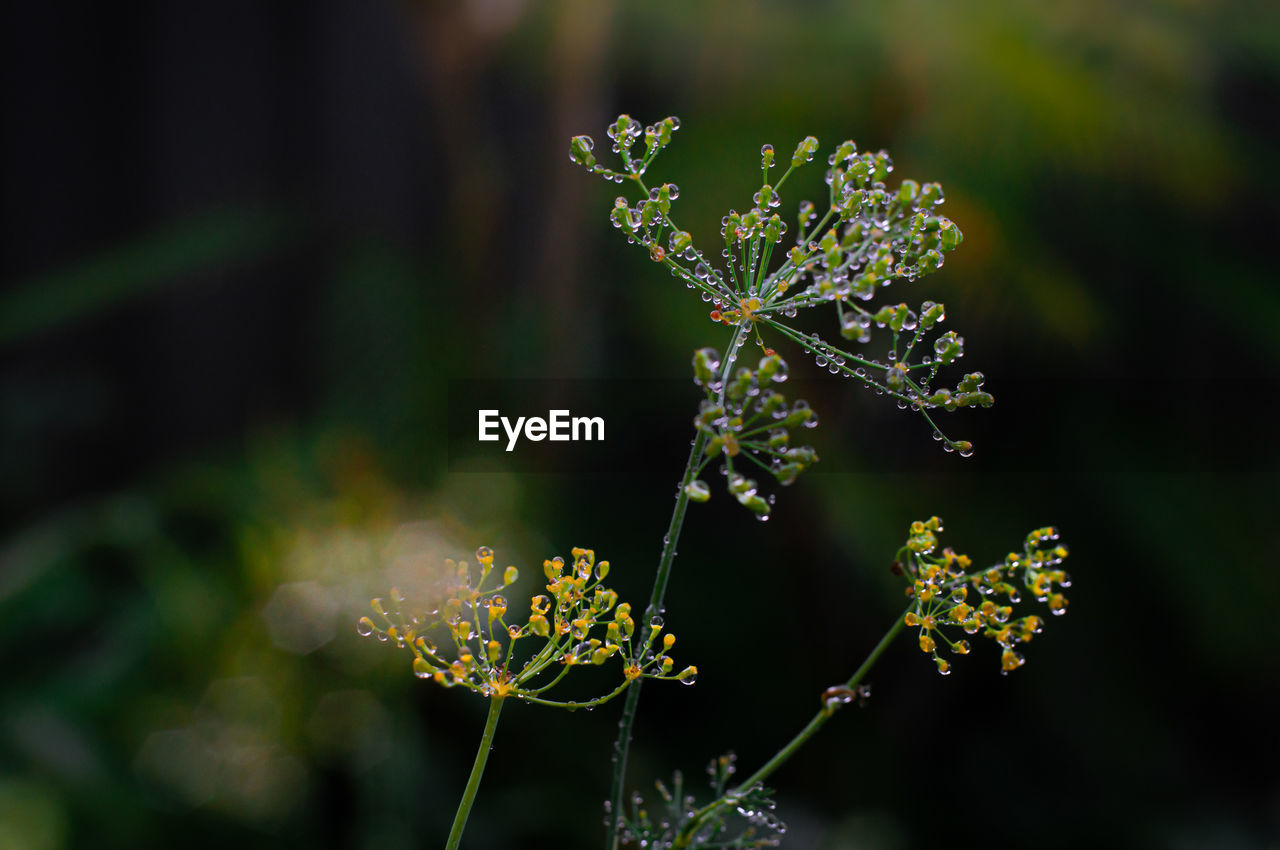 Close-up of flowering plant