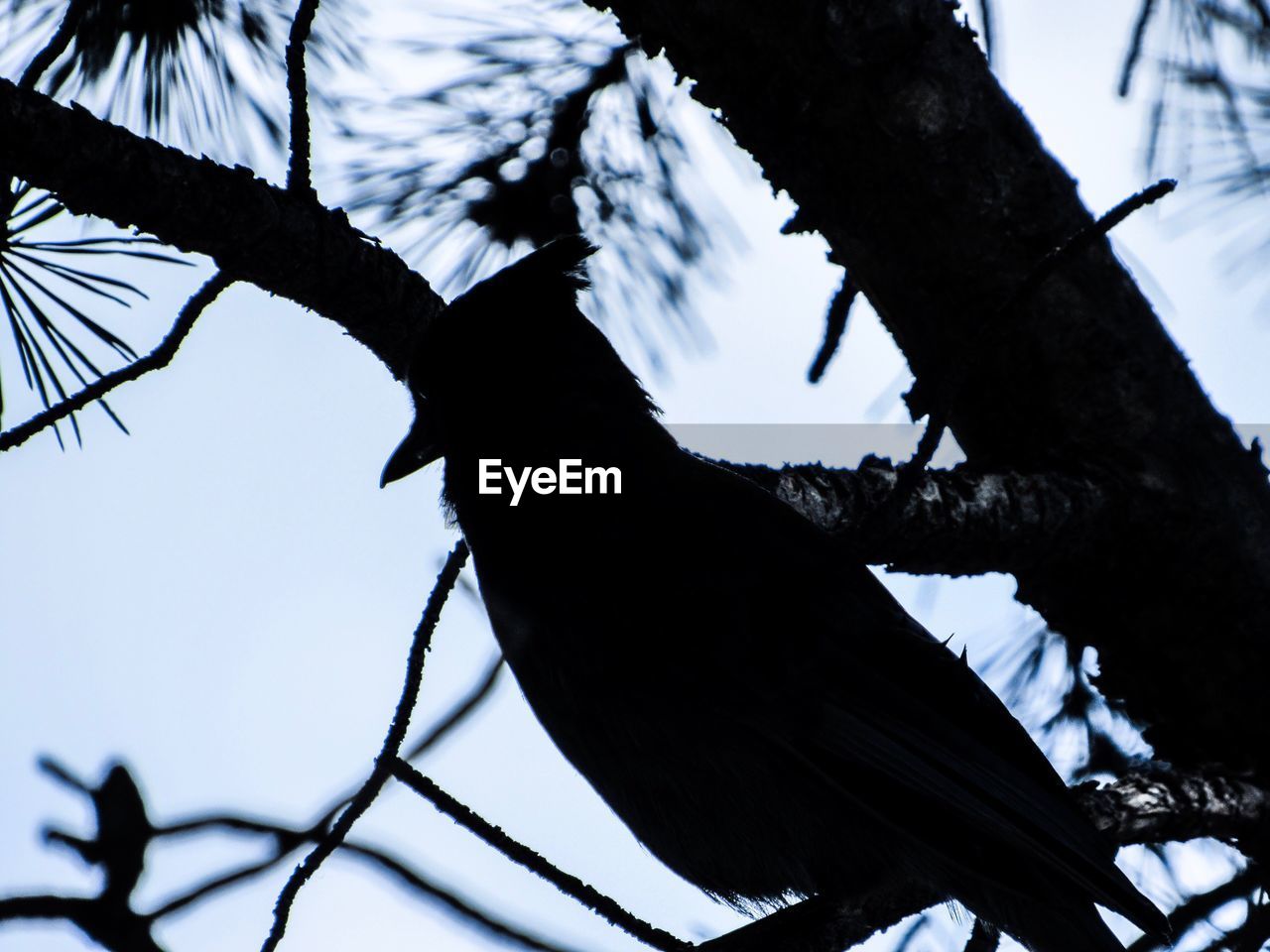 LOW ANGLE VIEW OF SILHOUETTE BIRD PERCHING ON TREE