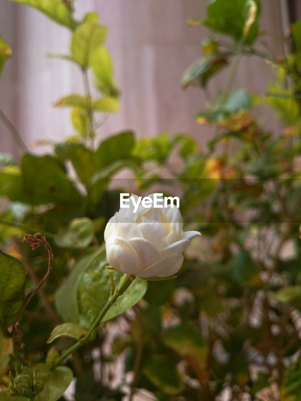 White flower blooming in park