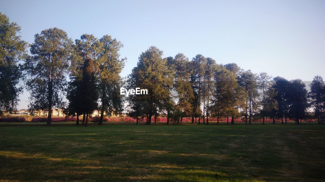 TREES IN PARK