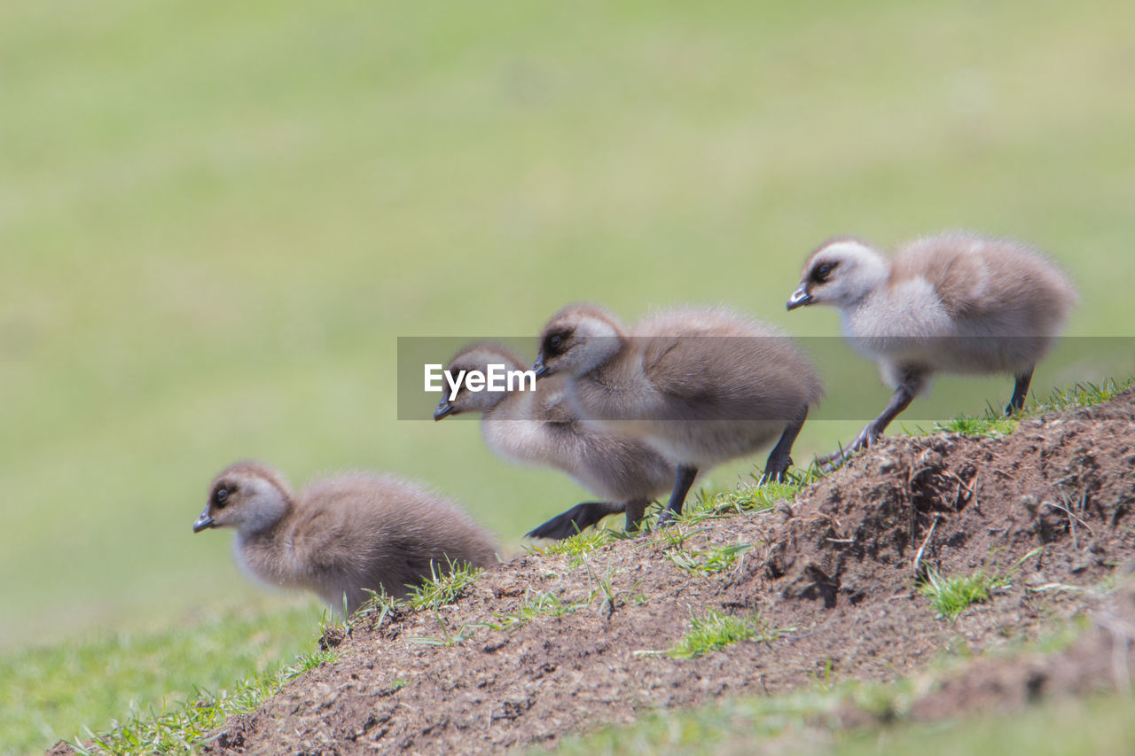 Close-up of ducklings perching on grass