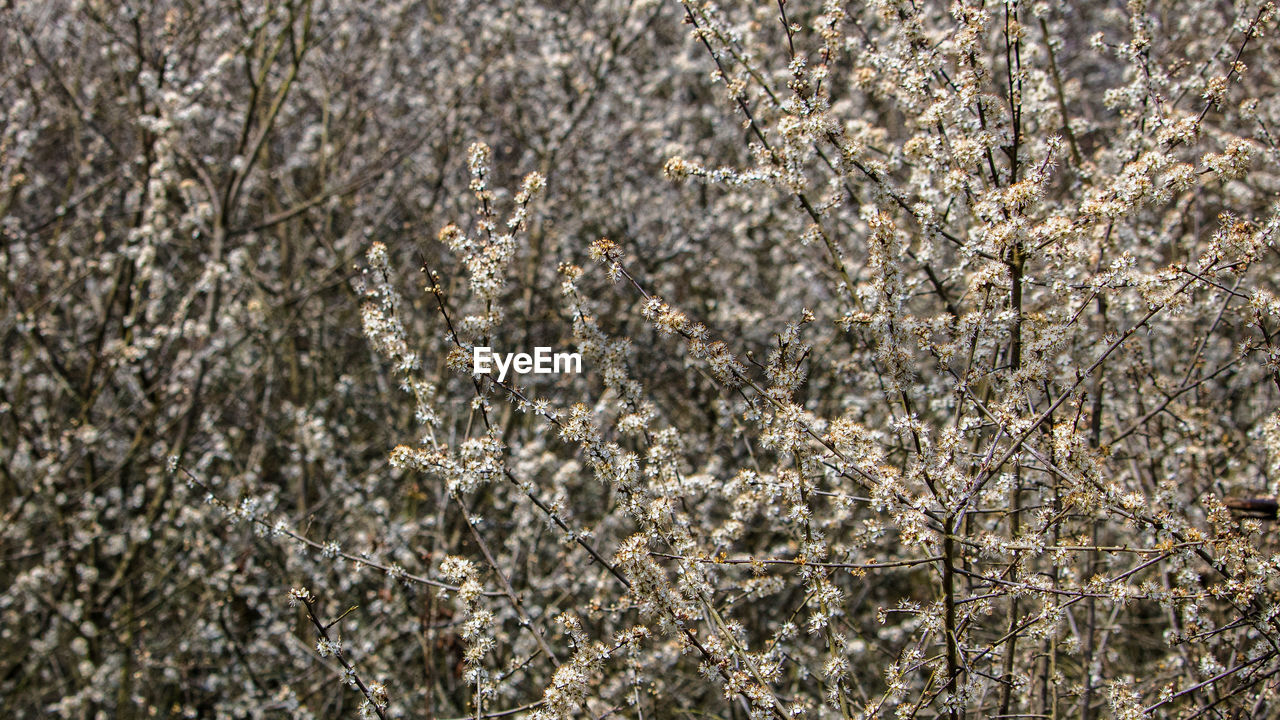 Close-up of white flowering plants on field