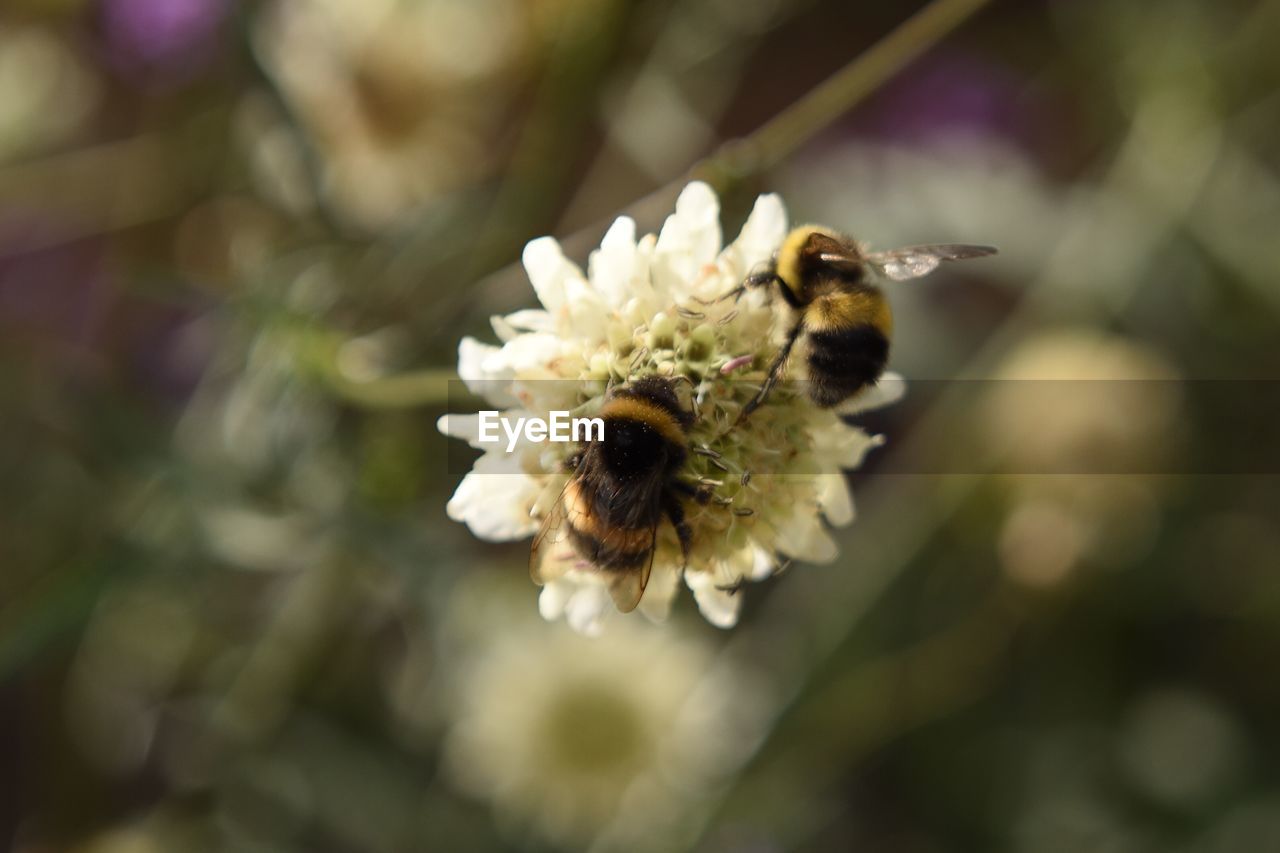 BEE ON FLOWER