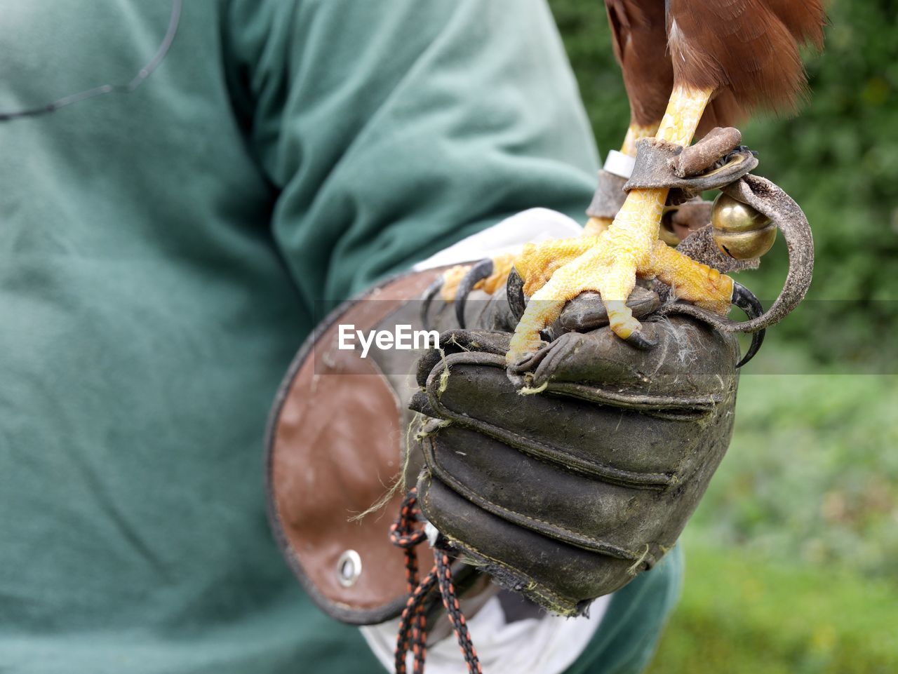 Close-up of eagle foot perching on human hand