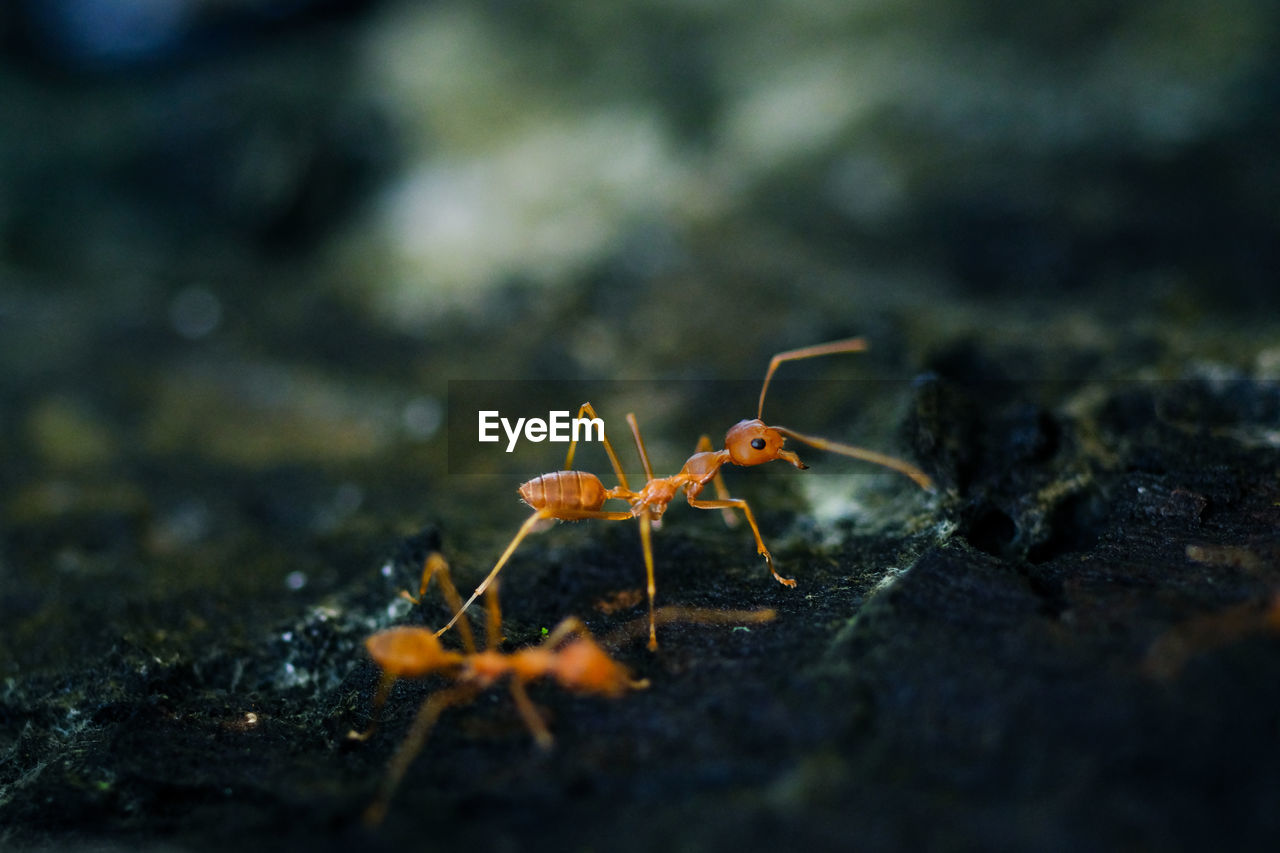 Close-up of ant on rock